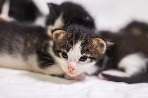 Beyaz Arka Plandaki Çok Genç Kedi Yavrusu Kameraya Meraklı Görünüyor — Stok fotoğraf