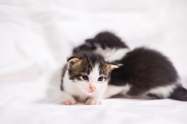 白い背景には非常に若い子猫は カメラに好奇心があります ベビーカートンの白い生地 白い毛布の上にかわいい赤ちゃん子猫 甘い素敵な新しい生まれの子猫の最初の探査 — ストック写真