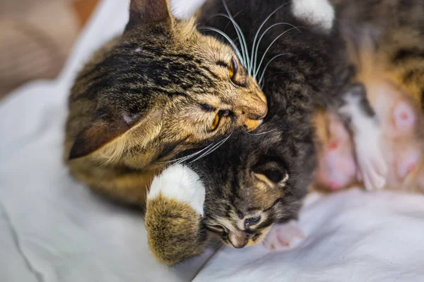 Beyaz arka plandaki çok genç kedi yavrusu kameraya meraklı görünüyor. Bebek karton beyaz kumaşı. Beyaz battaniyeye sarılı şirin bir kedi yavrusu. Yeni doğmuş tatlı bir kedi yavrusunun ilk keşfi.