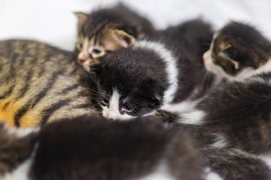 Beyaz arka plandaki çok genç kedi yavrusu kameraya meraklı görünüyor. Bebek karton beyaz kumaşı. Beyaz battaniyeye sarılı şirin bir kedi yavrusu. Yeni doğmuş tatlı bir kedi yavrusunun ilk keşfi.