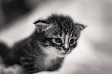 Beyaz arka plandaki çok genç kedi yavrusu kameraya meraklı görünüyor. Bebek karton beyaz kumaşı. Beyaz battaniyeye sarılı şirin bir kedi yavrusu. Yeni doğmuş tatlı bir kedi yavrusunun ilk keşfi.