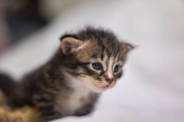 Beyaz arka plandaki çok genç kedi yavrusu kameraya meraklı görünüyor. Bebek karton beyaz kumaşı. Beyaz battaniyeye sarılı şirin bir kedi yavrusu. Yeni doğmuş tatlı bir kedi yavrusunun ilk keşfi.