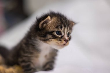 Beyaz arka plandaki çok genç kedi yavrusu kameraya meraklı görünüyor. Bebek karton beyaz kumaşı. Beyaz battaniyeye sarılı şirin bir kedi yavrusu. Yeni doğmuş tatlı bir kedi yavrusunun ilk keşfi.