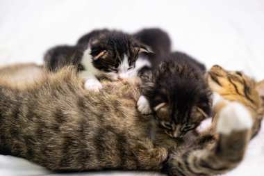 Beyaz arka plandaki çok genç kedi yavrusu kameraya meraklı görünüyor. Bebek karton beyaz kumaşı. Beyaz battaniyeye sarılı şirin bir kedi yavrusu. Yeni doğmuş tatlı bir kedi yavrusunun ilk keşfi.