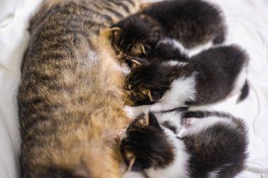 Beyaz arka plandaki çok genç kedi yavrusu kameraya meraklı görünüyor. Bebek karton beyaz kumaşı. Beyaz battaniyeye sarılı şirin bir kedi yavrusu. Yeni doğmuş tatlı bir kedi yavrusunun ilk keşfi.