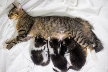 Beyaz arka plandaki çok genç kedi yavrusu kameraya meraklı görünüyor. Bebek karton beyaz kumaşı. Beyaz battaniyeye sarılı şirin bir kedi yavrusu. Yeni doğmuş tatlı bir kedi yavrusunun ilk keşfi.