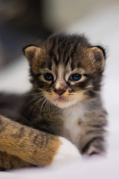 Zeer Jonge Kitten Witte Achtergrond Ziet Nieuwsgierig Uit Naar Camera — Stockfoto