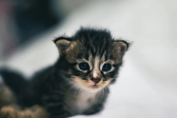 Beyaz Arka Plandaki Çok Genç Kedi Yavrusu Kameraya Meraklı Görünüyor — Stok fotoğraf