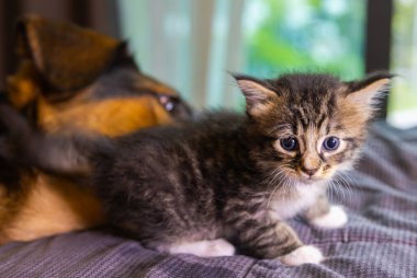 Küçük kedicik bir köpeğin üstüne çıkıyor. Kedi ve köpek yan yana, kedi yavrusu türler arasında korunuyor. Hayvan bakımı. Aşk ve arkadaşlık. Evcil hayvanlar. Yavru kedi ve kedi birlikte oynuyorlar.