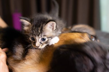 Küçük kedicik bir köpeğin üstüne çıkıyor. Kedi ve köpek yan yana, kedi yavrusu türler arasında korunuyor. Hayvan bakımı. Aşk ve arkadaşlık. Evcil hayvanlar. Yavru kedi ve kedi birlikte oynuyorlar.