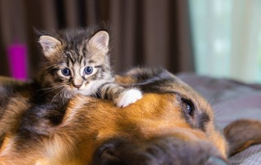 Küçük kedicik bir köpeğin üstüne çıkıyor. Kedi ve köpek yan yana, kedi yavrusu türler arasında korunuyor. Hayvan bakımı. Aşk ve arkadaşlık. Evcil hayvanlar. Yavru kedi ve kedi birlikte oynuyorlar.