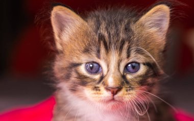 Çok genç bir kedi yavrusunun portresi. Büyük gözlü kedicik çarşafa yakın duruyor. Şirin yüzlü sevimli bir yavru kedi. Şirin Amerikan kısa kedi yavrusu. Evcil kedi yavrusu meraklı görünüyor. Yeni doğmuş bebek kedi.