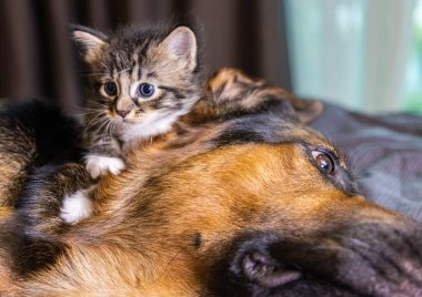 Küçük kedicik bir köpeğin üstüne çıkıyor. Kedi ve köpek yan yana, kedi yavrusu türler arasında korunuyor. Hayvan bakımı. Aşk ve arkadaşlık. Evcil hayvanlar. Yavru kedi ve kedi birlikte oynuyorlar.
