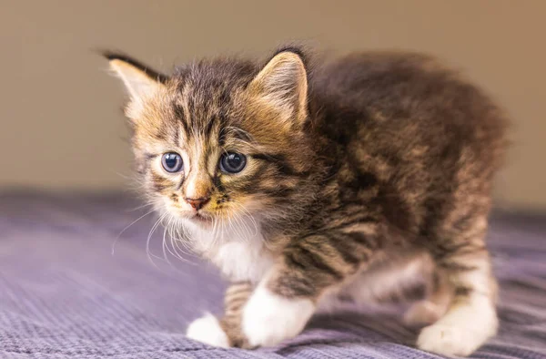 Retrato Gatito Pequeño Muy Joven Kitty Con Los Ojos Grandes —  Fotos de Stock