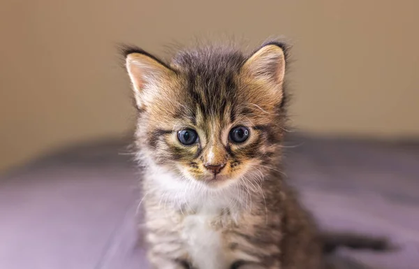 Retrato Gatito Pequeño Muy Joven Kitty Con Los Ojos Grandes — Foto de Stock