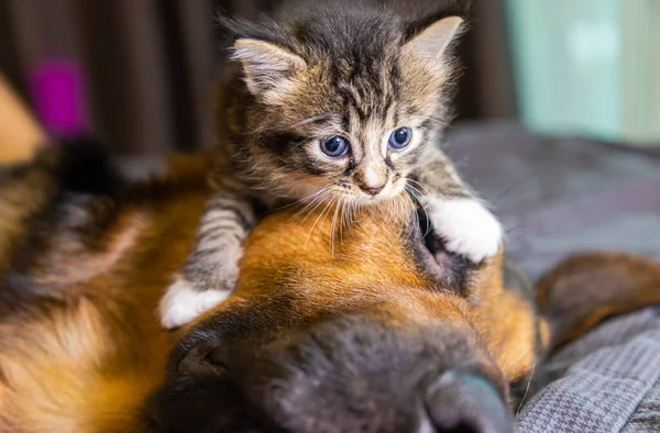 Small little kitty climbs on a dog. Cat and dog harmoniously side by side, Kitten protection across species. Animal care. Love and friendship. Domestic animals. Puppy and kitten playing together