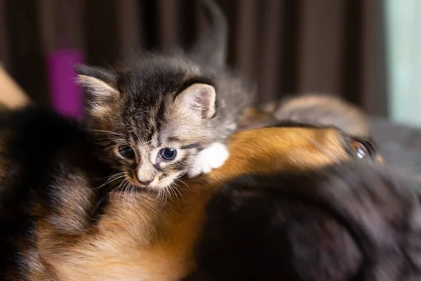 Small little kitty climbs on a dog. Cat and dog harmoniously side by side, Kitten protection across species. Animal care. Love and friendship. Domestic animals. Puppy and kitten playing together