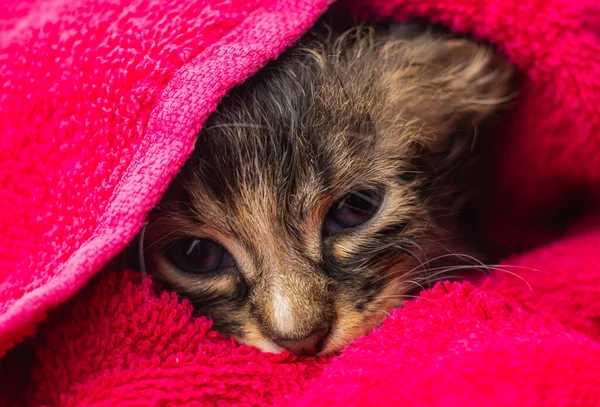 Piccolo Gattino Asciugamano Gattino Carino Dopo Bagno Avvolto Asciugamano Rosa — Foto Stock