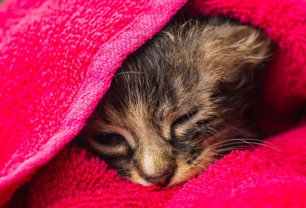 Little Baby kitten in a towel. Cute kitten after bath wrapped in pink towel with beautiful eyes. Just washed lovely fluffy cat with towel around his head. Rescued stray kitten. Cute little kitty towel