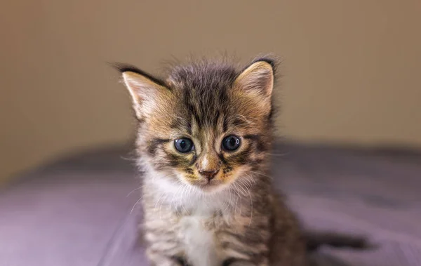 Portret Małego Bardzo Młodego Kotka Kitty Dużymi Oczami Prześcieradle Uroczy — Zdjęcie stockowe