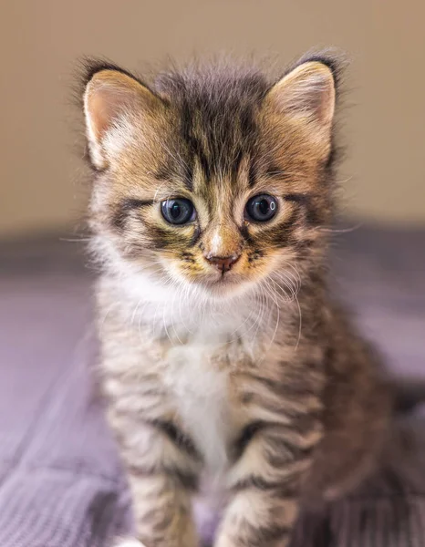 Retrato Pequeno Gatinho Muito Jovem Gatinho Com Olhos Grandes Fecham — Fotografia de Stock