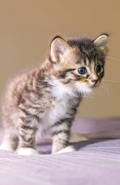 Çok Genç Bir Kedi Yavrusunun Portresi Büyük Gözlü Kedicik Çarşafa — Stok fotoğraf