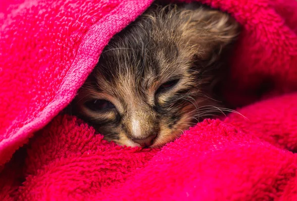 Little Baby kitten in a towel. Cute kitten after bath wrapped in pink towel with beautiful eyes. Just washed lovely fluffy cat with towel around his head. Rescued stray kitten. Cute little kitty towel