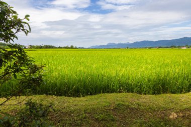 Langkawi, Malezya 'daki günbatımı vadisinde yemyeşil çeltik tarlası. Mavi gökyüzü ve ufukta beyaz bulutlar. Sonsuz pirinç tarlası, tropik Malezya adasında tarım. Bir çeltik tarlasının kenarında