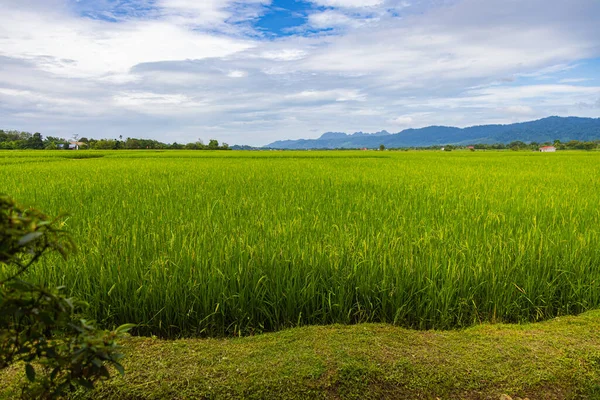 Green lush paddy field at the sunset valley Langkawi, Malaysia. Blue sky with white clouds on the horizon. Endless rice field, agriculture on the tropical malaysian island. The edge of a paddy field