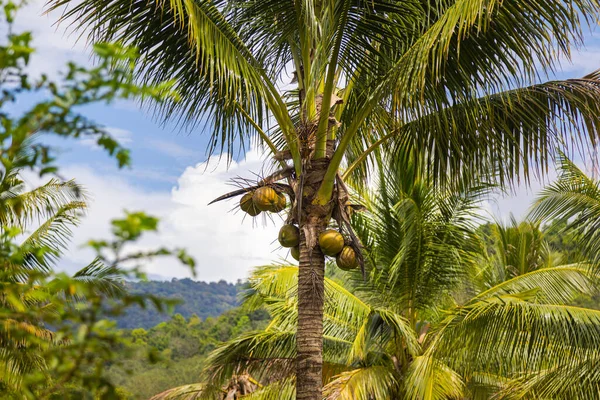 코코넛 하늘에 코코넛 야자수 코코넛 야자나무 말레이시아에는 야자수와 야자나무가 이국적 스톡 이미지