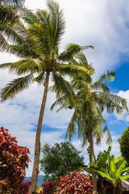 Langkawi adasında hindistan cevizi ağacı. Mavi gökyüzünde hindistan cevizi palmiyesi. Olgun hindistan cevizli hurma tişörtü. Malezya 'da palmiye ağaçları ve hindistan cevizi ağaçları olan egzotik ve vahşi bir manzara. Mavi gökyüzüne karşı Yeşil Palmiye