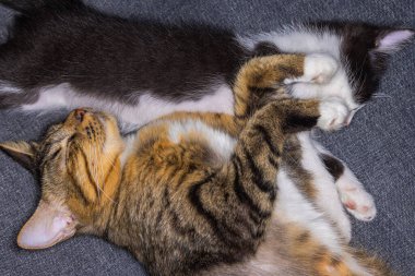 Anne kedi ve yavru kedi gri halıda birlikte uyuyorlar. Anne ve Kitty 'nin yanında huzurlu. Kedi ailesine yakın, birbirine aşık. Küçük bebekle uyuyan kedi. Hayvan Ailesi Sevgi ve Güven