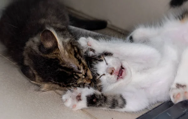 Very young little baby kitten will be cleaned by the mother cat. Squints your eyes and stretches your paws in the air. Cute kitty with withe fur enjoy mommy\'s care. Small baby cat stretching the paws