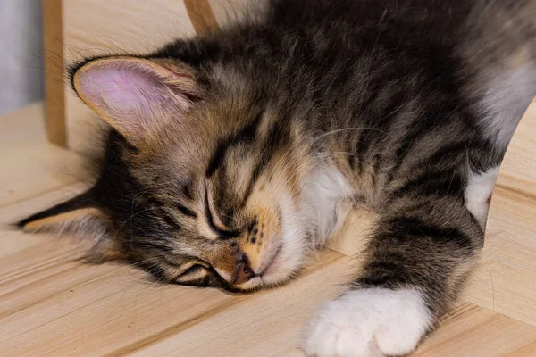 Little cute male kitten sleeping on his wooden playground. Very young baby cat falling asleep while playing. Sleeping beauty. Fluffy baby fur, close up portrait of a kitty in sleep. Small pet on wood