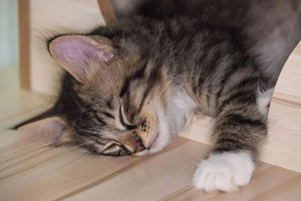 Little cute male kitten sleeping on his wooden playground. Very young baby cat falling asleep while playing. Sleeping beauty. Fluffy baby fur, close up portrait of a kitty in sleep. Small pet on wood