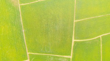 Langkawi, Malezya 'daki günbatımı vadisinde yemyeşil yemyeşil çeltik tarlası üzerinde hava manzarası. Mavi gökyüzü ve ufukta beyaz bulutlar. Sonsuz pirinç tarlası, tropik Malezya adasında tarım Langkawi