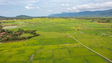 Langkawi, Malezya 'daki günbatımı vadisinde yemyeşil yemyeşil çeltik tarlası üzerinde hava manzarası. Mavi gökyüzü ve ufukta beyaz bulutlar. Sonsuz pirinç tarlası, tropik Malezya adasında tarım Langkawi