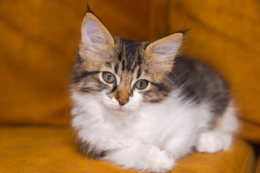 Çok genç bir kedi yavrusunun portresi. Kahverengi arka planda büyük gözlü kedicik. Şirin yüzlü sevimli bir yavru kedi. Şirin Amerikan kısa kedi yavrusu. Evcil kedi yavrusu meraklı görünüyor. Yeni doğmuş bebek