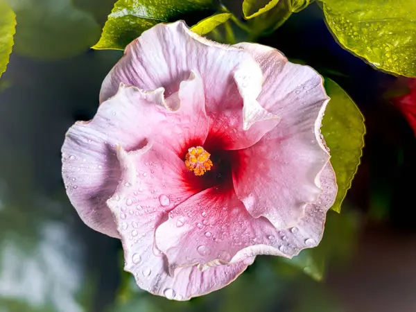 stock image A close up reveals the radiant glory of a white pink hibiscus. Its bold petals burst forth, sunlit symphony. At its heart, crimson core stirs the soul. High resolution of large tropical summer flower