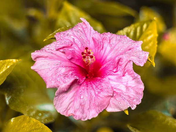 Close up to a violet hibiscus flower. A pink hibiscus in a malaysian backyard. The bloom dust of the blossoms in center. The national flower of Malaysia. High resolution macro photography