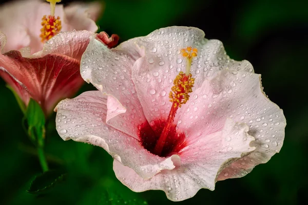 Close up to a violet hibiscus flower. A pink hibiscus in a malaysian backyard. The bloom dust of the blossoms in center. The national flower of Malaysia. Water drops on the blooming flower