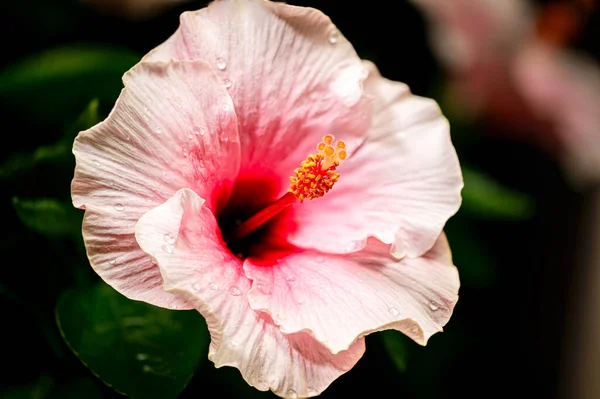 Close up to a violet hibiscus flower. A pink hibiscus in a malaysian backyard. The bloom dust of the blossoms in center. The national flower of Malaysia. Water drops on the blooming flower