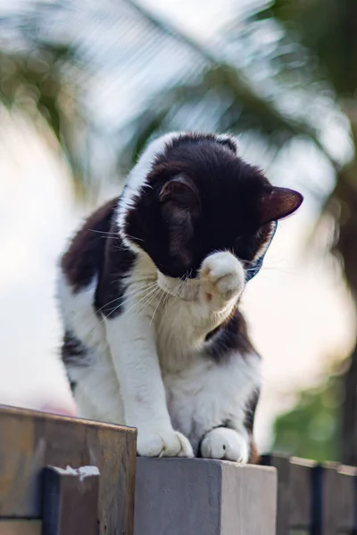 Gato Macho Jovem Com Poleiros Pele Preto Branco Uma Cerca — Fotografia de Stock
