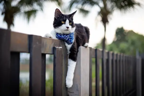 A young male cat with black and white fur relaxed on a garden fence, chilling. Eyes fixed, whiskers twitching; a tranquil scene of nature\'s beauty. Sharp close up shot on a healthy kitty. Domestic cat