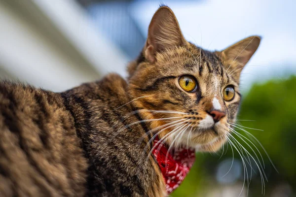 猫の顔のクローズアップ 男性の子猫の肖像画 猫は好奇心旺盛で警戒しています 黄色い透明な目をした猫の顔の詳細な写真 かわいい猫の顔を閉じました 赤いスカーフを持った若い猫 — ストック写真