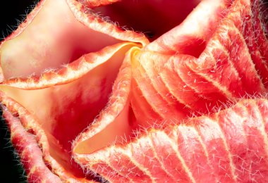 Çiçek açmadan önce çiçek yapraklarının aşırı makro fotoğrafçılığı. Doğanın hayret verici detaylarına yakın. Arka plan konsepti. Sevgililer günü, kırmızı pembe doğal mucize. hibiscus çiçeği