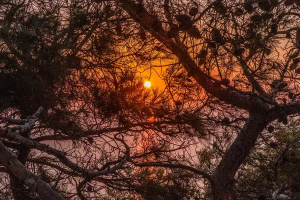 Sonnenaufgang Und Ruhiges Meerwasser Über Einem Baum Santorin Griechenland — Stockfoto