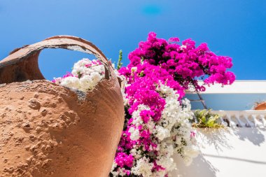 Yaz tatili manzarası, Avrupa 'nın ünlü lüks mekanı. Santorini, Yunanistan 'da beyaz mimari. Pembe çiçekli mükemmel seyahat manzarası ve güneş ışığı ve mavi gökyüzünde bir yolcu gemisi. İnanılmaz manzara.
