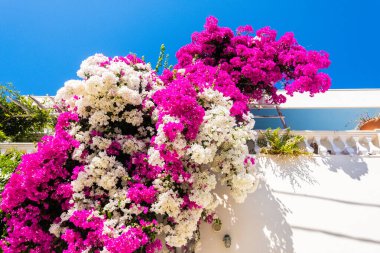 Yaz tatili manzarası, Avrupa 'nın ünlü lüks mekanı. Santorini, Yunanistan 'da beyaz mimari. Pembe çiçekli mükemmel seyahat manzarası ve güneş ışığı ve mavi gökyüzünde bir yolcu gemisi. İnanılmaz manzara.