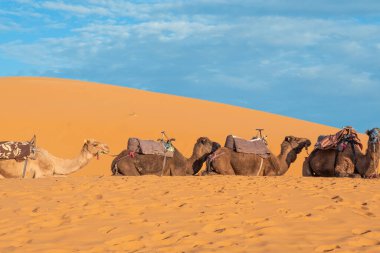 Dromedaries, miscalled camels, sitting on the orange sand of the Sahara dunes in Morocco